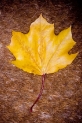 2tn_IMG_3387__1.jpg